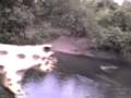 videos de Yaguareté 