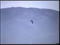 Duck Hawking with a Gyr/Peregrine Duck Hawking with a Gyr/Peregrine