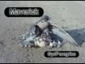 Duck Hawking with a Gyr/Peregrine