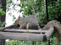 squirrel-vs-birdfeeder.html