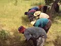 Click here to watch this video Fonio Harvest near Sokolo, Dogon Country, Mali, West Africa