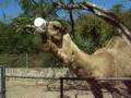 videos de Zoofari Mexico Morelos, don't feed the dromedary