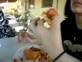 hot dog