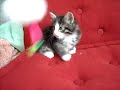 Galaxia Montegancedo (7 semanas) Gatos Bosques de Noruega Galaxia Montegancedo (7 semanas) Gatos Bosques de Noruega