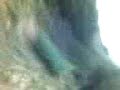 blue bicht