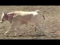rowell rodeo caught shocking horses