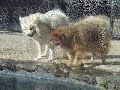 Pomeranians vs. Plecostomus Pomeranians vs. Plecostomus