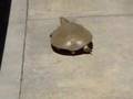 Eastern Soft-shell Turtle