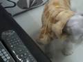 videos de Snoopy 14-11-2008