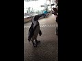 京都水族館 ペンギンさんの散歩 しちじょう