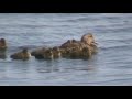 10 Eider Females Creching with 14 Ducklings