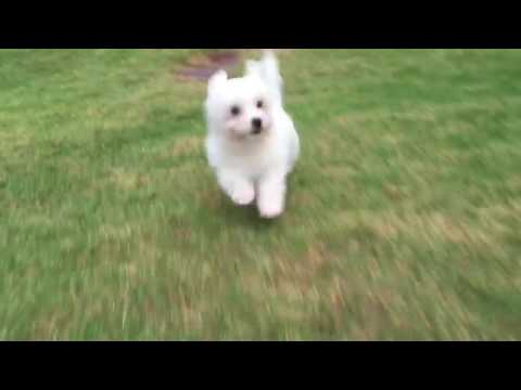 Bentley love to run around in the back garden after a potty break
