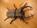 Rap do Bug-Bug