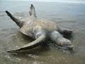 Tortuga Muerta en PUNTA BLANCA JLA