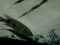 Sout american predators in Berlin Aquarium http://cmcas.com
