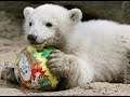 Knut discovers the world