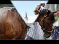 Big Brown AND Barbaro! Big Brown AND Barbaro!