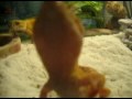 The Leopard Gecko\ The Leopard Gecko\