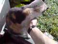 videos de Michina 2