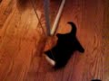 My cat Dusia playing around