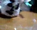 ガキの使いやあらへんで!!動画