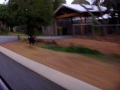 Click here to watch this video Buddy running home