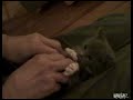 Süsseste Katze der Welt sweetest Kitten