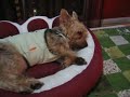 Sleep Baby Sleep... and *WOOF!!*