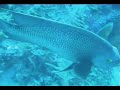 Buceo en arrecife coralino