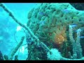 Buceo en arrecife coralino