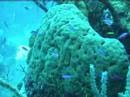 Buceo en arrecife coralino