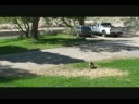 Baby Coyote In Cottonwood