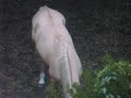 Horse next door to Doc Sessom's on Ocracoke