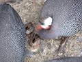 Day Old Keets with mom