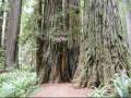 videos de redwoods usa