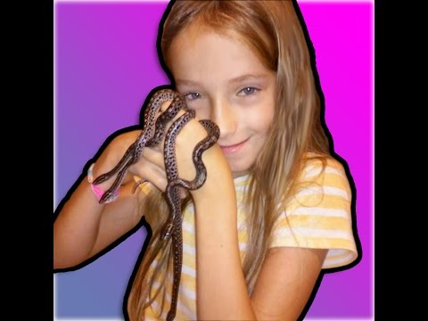 YouTube reptile video