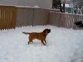 Bullmastiff video