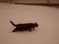 my cat trying to get inside