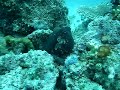 octopus changes color Tintenfisch