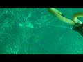 Spearfishing Pescasub Bass 1,6 chilo\