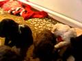 Puppies playing at 2 1/2 weeks