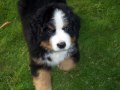 Bernese