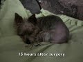 Jack-s-back-Yorkie-s