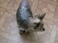 Jack-s-back-Yorkie-s