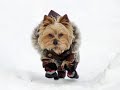 Jack-s-back-Yorkie-s