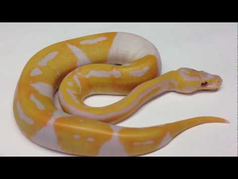 YouTube reptile video