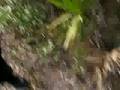 Ocala Rainbow Gathering (2007) [Arrest Me For Filming]