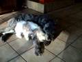 Boyero de Flandes video