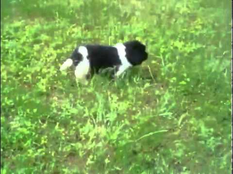 Gershon AKC Oklahoma