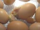 chick hatching part 2 may 2008
